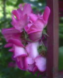 Roses in the fence