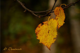 En automne - Fall leaves