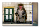 Japanese monkey