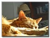 Kiko napping
