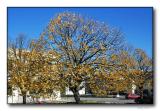Autumn colours