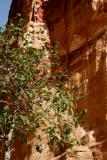 Fig tree in Petra.JPG