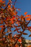 Leaves in Fall 4.JPG