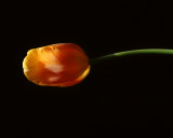 tulip