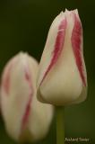 Tulipe  PICT2414.jpg