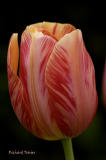 Tulipe PICT2401.jpg