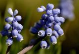 Garden Grape Hyacinth