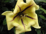 SOLANDRA MAXIMA