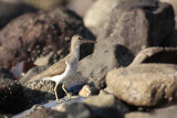Spotted Sandpiper (Actitis macularius)