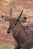 Waterbuck (Kobus ellipsiprymnus)