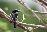 Western Black-headed Batis (Batis e. erlangeri)