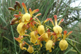 Eulophia angolensis