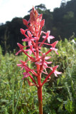 Disa emini