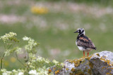 Ruddy Turnstone (Arenaria interpres)