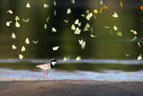 Pied Plover (Hoploxypterus cayanus)