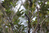 Cone-billed Tanager (Conothraupis mesoleuca)