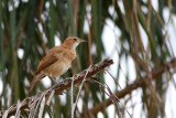 Rufous Hornero (Furnarius rufus)