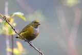 Chestnut-bellied Euphonia (Euphonia pectoralis)