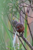Orange-eyed Thornbird (Phacellodomus erythrophthalmus)
