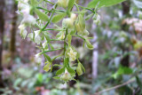 Epidendrum floribundum