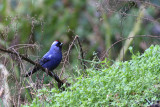 Diademed Tanager (Stephanophorus diadematus)