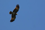 Pygmy Eagle (Hieraaetus weiskei) or Brahminy Kite (Haliastur indus)?