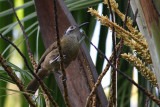 Tawny-breasted Honeyeater (Xanthotis flaviventer spilogaster)