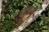 Northern Common Cuscus (Phalanger orientalis)