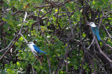 Beach Kingfisher (Todiramphus saurophagus)