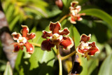 Hindss Vanda - Native Strap Orchid (Vanda hindsii)