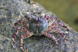 Sally-light-foot crab (Grapsus albolineatus)