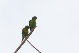 Red-flanked Lorikeet (Charmosyna placentis)