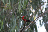 Duchess Lorikeet (Charmosyna margarethae)