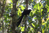 Huon Astrapia (Astrapia rothschildi)