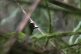 Wahness Parotia (Parotia wahnesi)