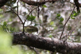 Hawaii Creeper (Loxops mana)