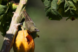 Palm Tanager (Tangara palmarum)