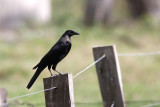 Giant Cowbird (Molothrus oryzivorus)