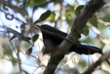 Mato Grosso Antbird (Cercomacra melanaria)