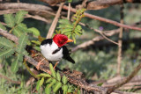 Yellow-billed Cardinal (Paroaria capitata)