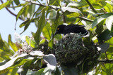 Vieillots Black Weaver (Ploceus nigerrimus)