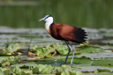 African Jaana (Actophilornis africanus)