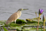 Squacco Heron (Ardeola ralloides)