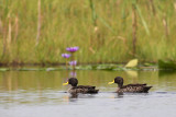 Yellow-billed Duck (Anas undulata)