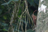 Red-billed Scythebill (Campylorhamphus trochilirostris)