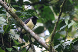 Black-chested Jay (Cyanocorax affinis)