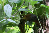 Slaty-winged Foliage-gleaner (Philydor fuscipenne)