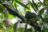 Yellow-breasted Fruit Dove (Ptilinopus occipitalis)