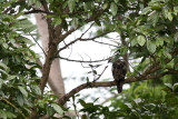 Pinskers Hawk-Eagle (Nisaetus pinskeri)