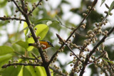 Orange-bellied Flowerpecker (Dicaeum trigonostigma)
